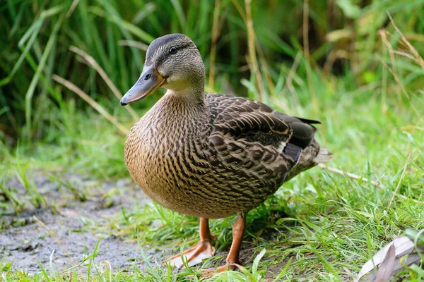 Canards Sauvages Dans Étang Parc Sur Rivage — Photo