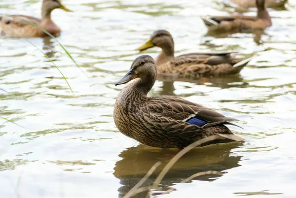 Patos Selvagens Lagoa Parque Costa — Fotografia de Stock