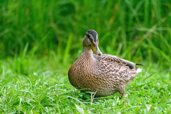 Canards Sauvages Dans Étang Parc Sur Rivage — Photo