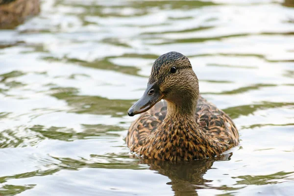 Canards Sauvages Dans Étang Parc Sur Rivage — Photo