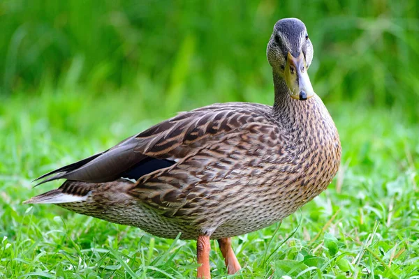 Patos Selvagens Lagoa Parque Costa — Fotografia de Stock