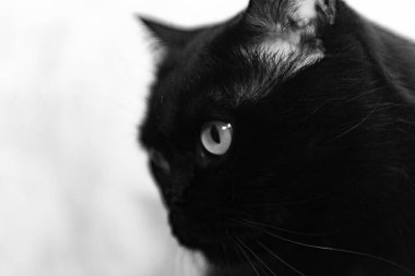 Dairedeki duvarın arka planında siyah beyaz bir kedi var.