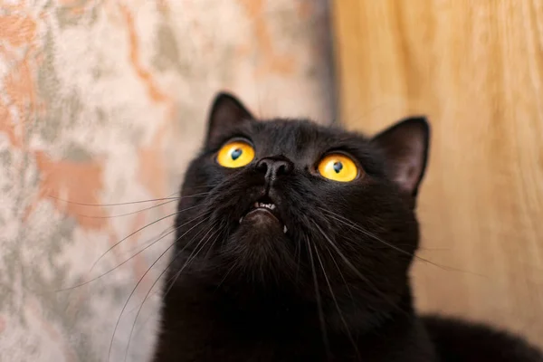 Black cat with yellow eyes on the background of the wall in the apartment