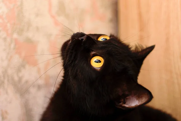 Zwarte Kat Met Gele Ogen Achtergrond Van Muur Het Appartement — Stockfoto