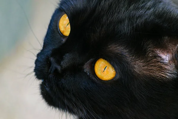 Black cat with yellow eyes on the background of the wall in the apartment