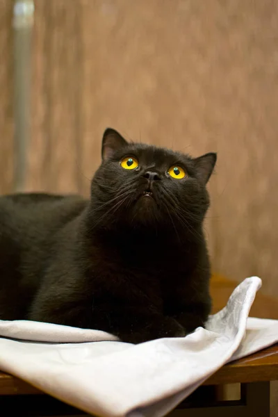 Schwarze Katze Mit Gelben Augen Liegt Auf Weißem Tuch — Stockfoto