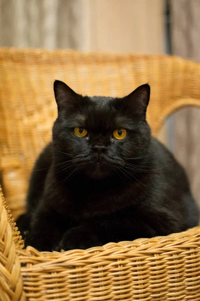 Fekete Macska Sárga Szemekkel Fekszik Egy Fonott Széken — Stock Fotó