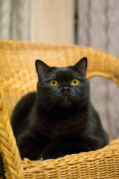 Schwarze Katze Mit Gelben Augen Liegt Auf Einem Korbstuhl — Stockfoto