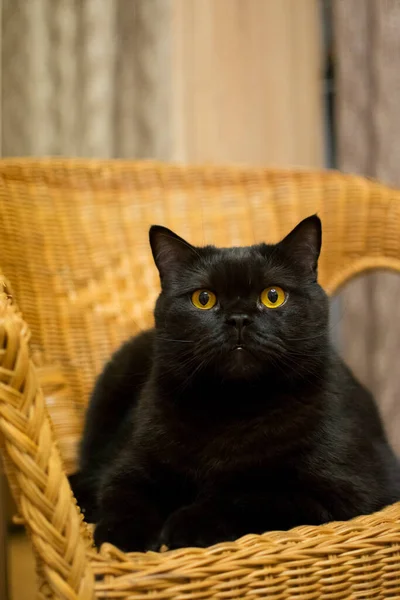 Gato Preto Com Olhos Amarelos Está Uma Cadeira Vime Fotografia De Stock