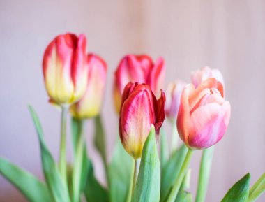 Yeşil yapraklı kırmızı lale buketi