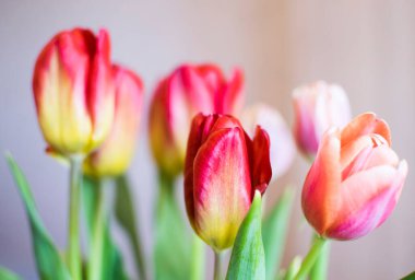 Yeşil yapraklı kırmızı lale buketi