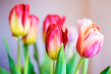 Yeşil yapraklı kırmızı lale buketi