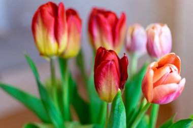 Yeşil yapraklı kırmızı lale buketi