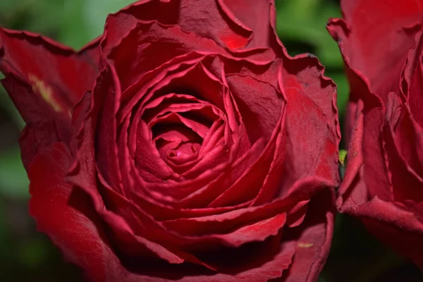 Grandi Rose Rosse Brillanti Succose — Foto Stock