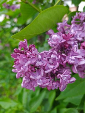 Yeşil bir çalılığın arkasında parlak leylak çiçekleri