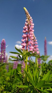 Mavi bir yaz gökyüzüne karşı yeşil bir tarlada parlak pembe lupin çiçeği