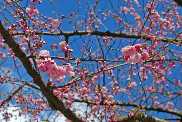 Estocolmo Suecia Abril 2016 Real Jardín Estocolmo Kungstradgarden Flores Cerezo — Foto de Stock