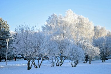 Kış manzarası - karların arasındaki ağaçlar