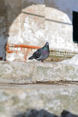 Kışın kilisenin taş basamaklarında güvercinler
