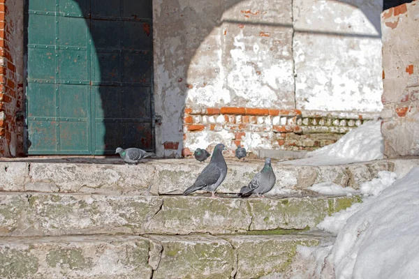 Kışın kilisenin taş basamaklarında güvercinler