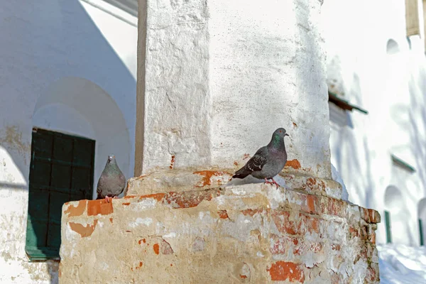 Kışın kilisenin taş basamaklarında güvercinler