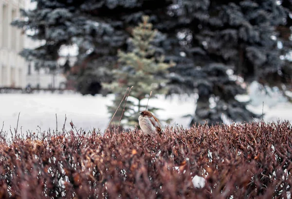Bir şehir parkındaki çalılıklarda serçe sürüsü.