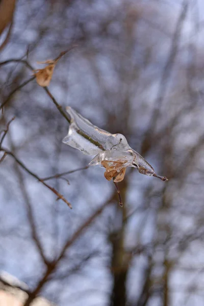 Frozen tree branches in the sun