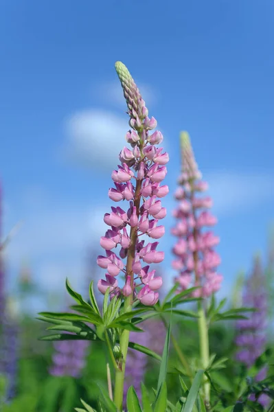 绿色草地背景图上的粉刺和红斑 — 图库照片