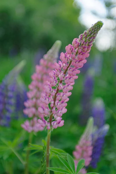 Pink Purple Lupines Green Meadow Background — Stock fotografie