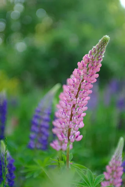 Pink Purple Lupines Green Meadow Background — Foto de Stock