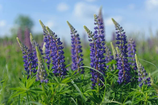 Pink Purple Lupines Green Meadow Background — Stock fotografie