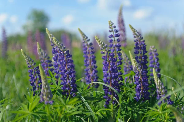 Pink Purple Lupines Green Meadow Background — Stock fotografie