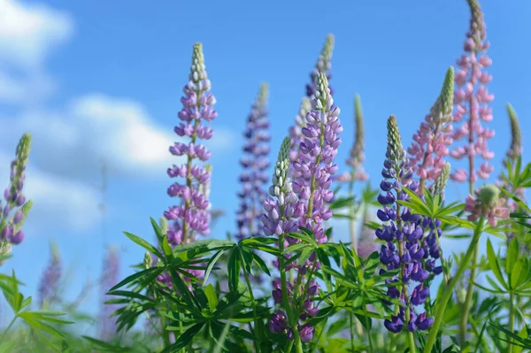 Pink Purple Lupines Green Meadow Background — Stock fotografie