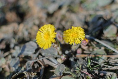 Temiz topraklarda sarı ilkbahar çiçekleri
