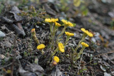 Temiz topraklarda sarı ilkbahar çiçekleri