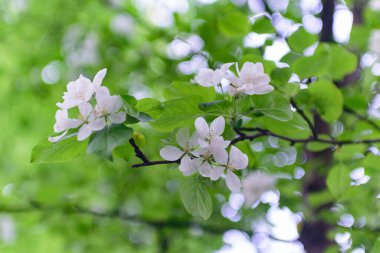 Yeşil yapraklı bahar beyaz çiçekli ağaçlar