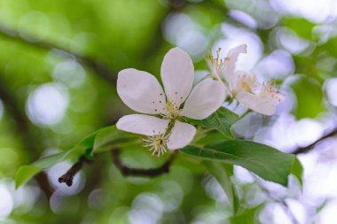 Yeşil yapraklı bahar beyaz çiçekli ağaçlar