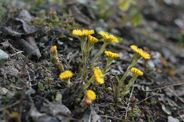 Temiz topraklarda sarı ilkbahar çiçekleri