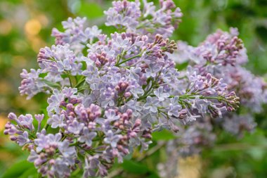 İlkbaharda açan gür leylak çalıları