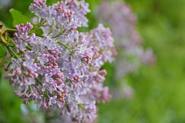 İlkbaharda açan gür leylak çalıları