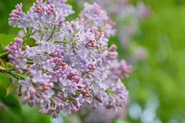 İlkbaharda açan gür leylak çalıları