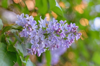 İlkbaharda açan gür leylak çalıları