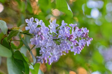 İlkbaharda açan gür leylak çalıları