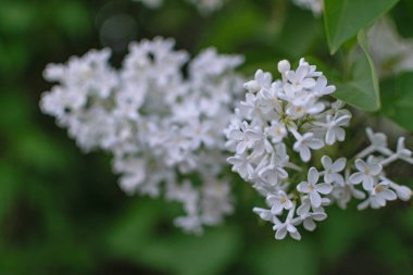 İlkbaharda açan gür leylak çalıları