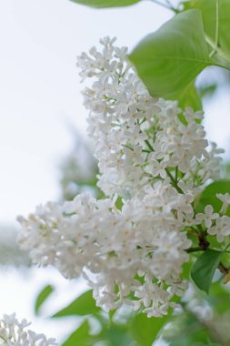 İlkbaharda açan gür leylak çalıları