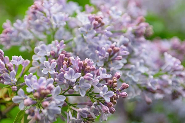 Exuberantes Arbustos Lila Que Florecen Primavera — Foto de Stock