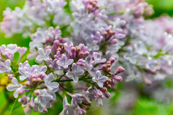 Exuberantes Arbustos Lila Que Florecen Primavera — Foto de Stock