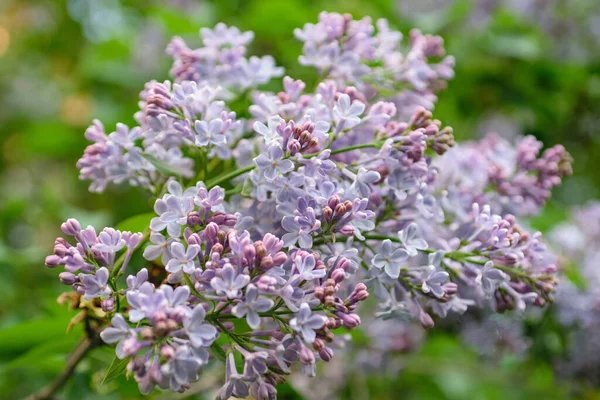 İlkbaharda açan gür leylak çalıları
