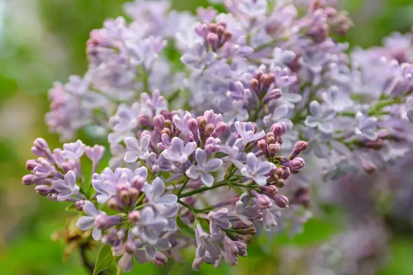 Exuberantes Arbustos Lila Que Florecen Primavera — Foto de Stock