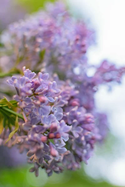 Exuberantes Arbustos Lila Que Florecen Primavera — Foto de Stock